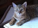 Miko