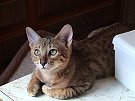 Miko