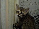Miko