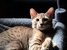 Miko