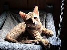Miko