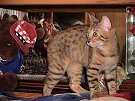 Miko