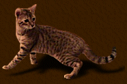 Miko Brown Spotted Bengal