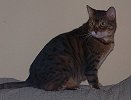 Sheba