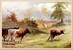 Cows