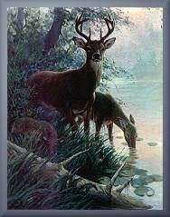 Deer at Water