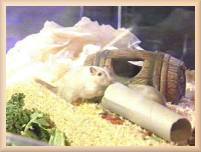 A Gerbil