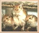 Gerbil Family