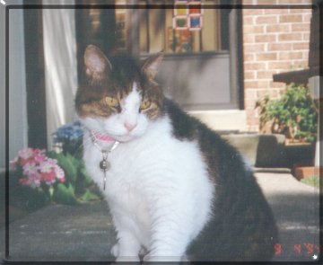Jo-Jo with Flowers