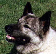 Buster