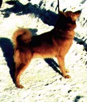 Pikki