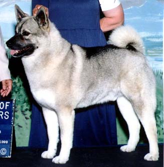 Tippi