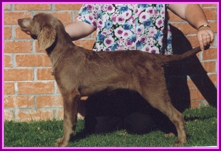 Aust. Ch. Arshloch Fawnie Bear : Fawnie : 6 months.