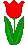 red tulip