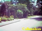 callunalaan