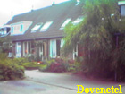 dovenetel