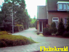 fluitekruid