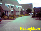 honingklaver