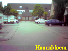 hoornbloem