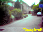 knoopkruid