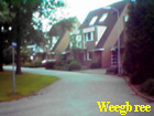 weegbree