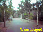 wuustersgoed