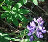 flower1.jpg (16797 bytes)
