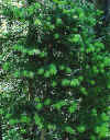 newgrowth.jpg (39113 bytes)