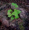 plant.jpg (39263 bytes)