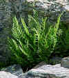 rock_fern.jpg (29445 bytes)