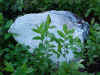rock_leaves.jpg (36954 bytes)