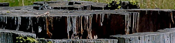 stump.jpg (17326 bytes)
