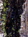 sugarpine1.jpg (44947 bytes)