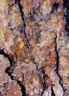 sugarpine2.jpg (39940 bytes)