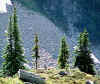 treefam.jpg (46833 bytes)