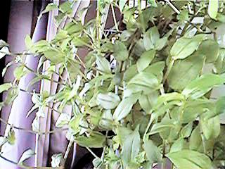green10.jpg (25094 �o�C�g)