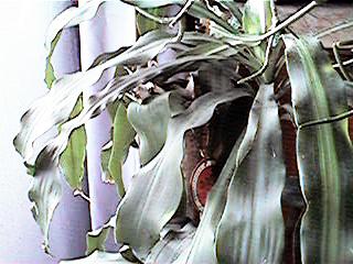 green11.jpg (22026 �o�C�g)