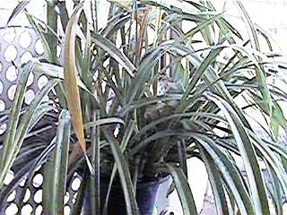 green12.jpg (29192 �o�C�g)