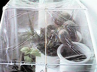 green13.jpg (18575 �o�C�g)