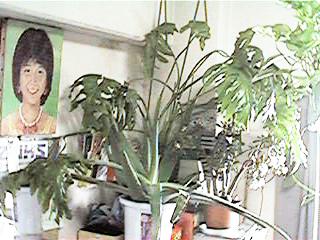 green2.jpg (23248 �o�C�g)