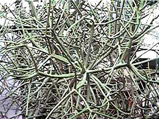 green3.jpg (36759 �o�C�g)