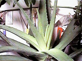 green4.jpg (20881 �o�C�g)