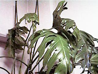 green5.jpg (21332 �o�C�g)