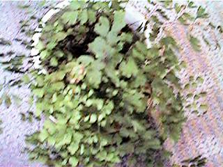 green7.jpg (23637 �o�C�g)