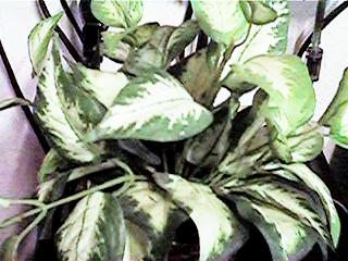 green8.jpg (22692 �o�C�g)