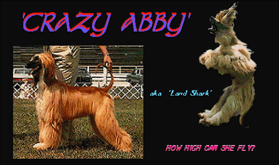 Afghan Abby