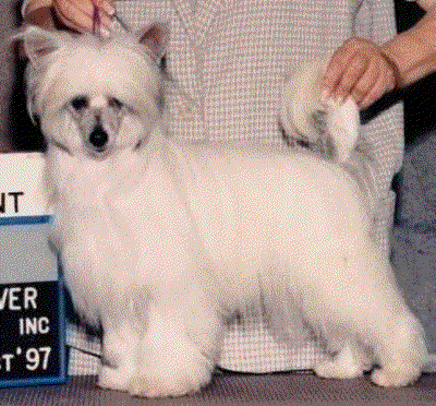 Chinese Crested BayBay