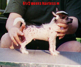 Chinese Cresteds Puppy Hairless