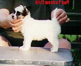 Chinese Cresteds Puppy Powderpuff