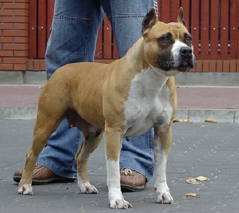 Georgetown's Daisy
